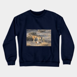 Namibia. Etosha National Park. Scavenging Jackal. Crewneck Sweatshirt